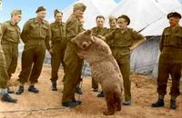 این خرس ایرانی عضو ارتش لهستان شد و حقوق گرفت