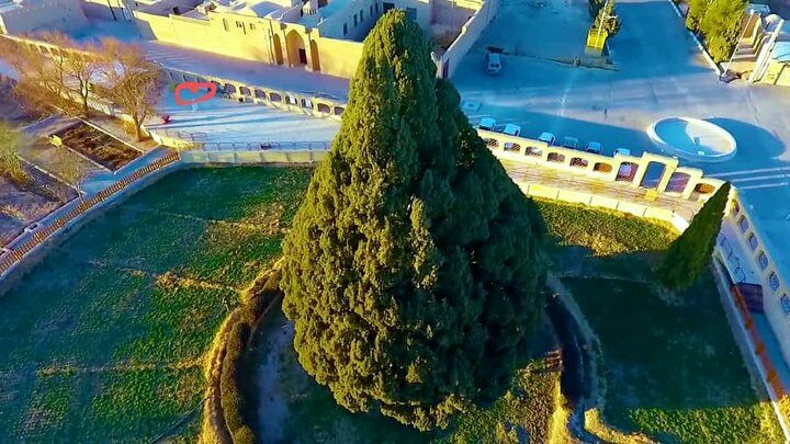 محصورتر شدن سرو ابرکوه با ساخت اتاق نگهبانی در عرصه