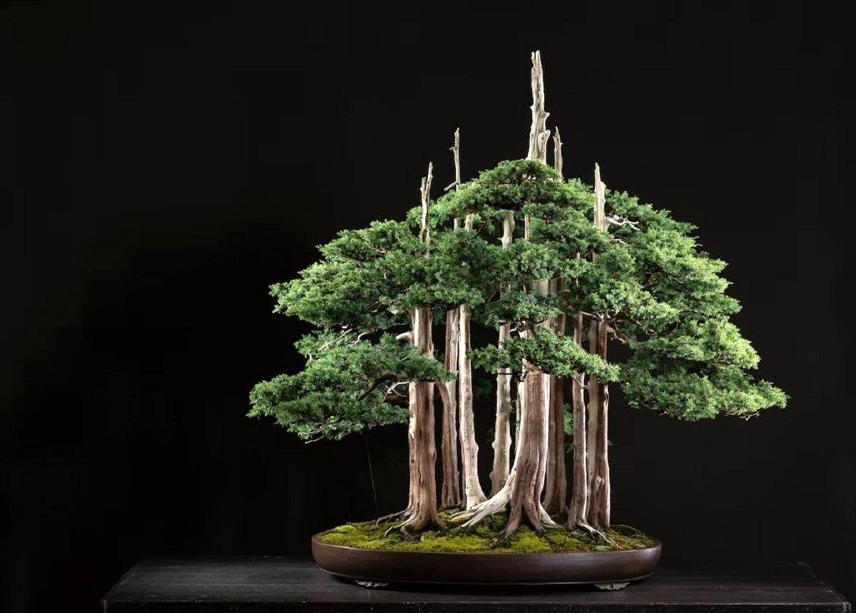 این «جنگل یک متری» مشهورترین «بونسای» جهان است/ عکس
