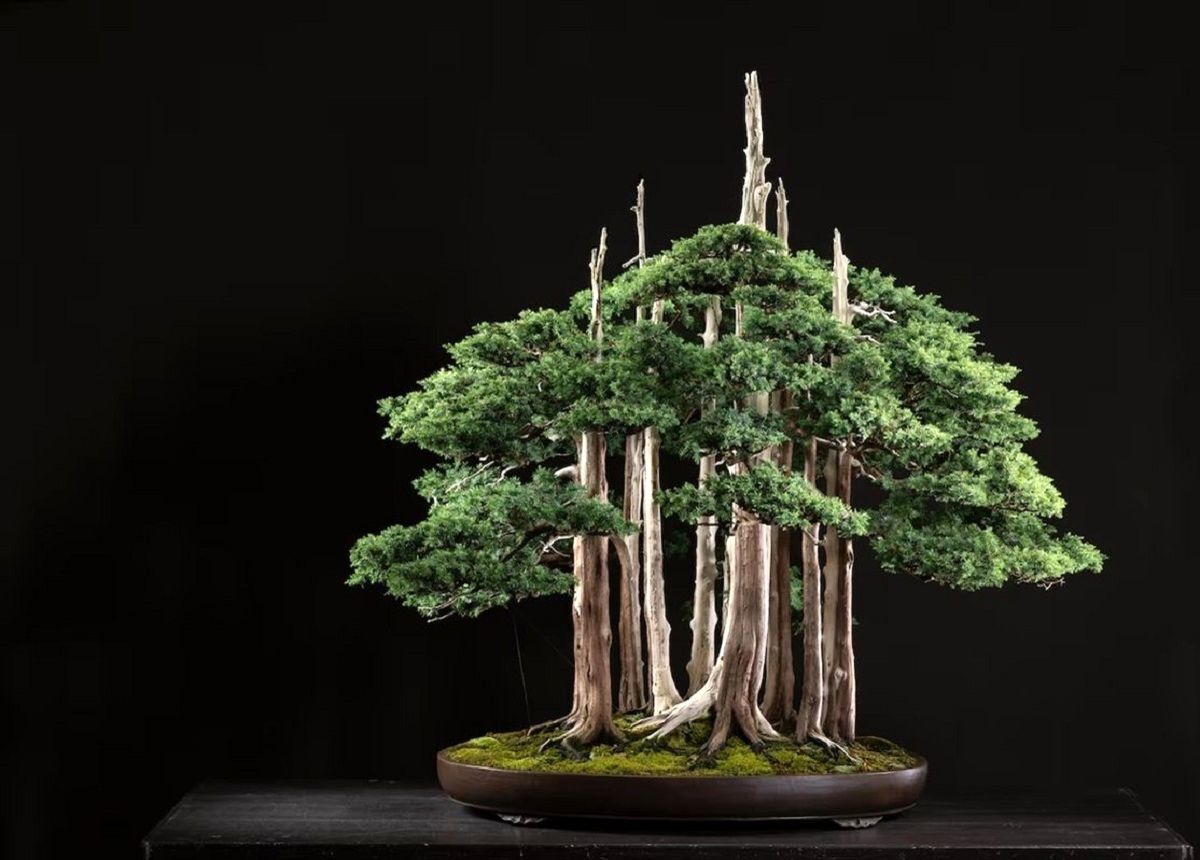 این «جنگل یک متری» مشهورترین «بونسای» جهان است/ عکس
