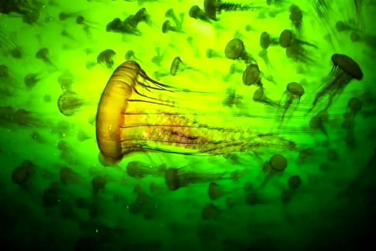 ۱۵ عکس خیره‌کننده از مسابقه «عکاس حیات‌وحش سال ۲۰۲۵» 
