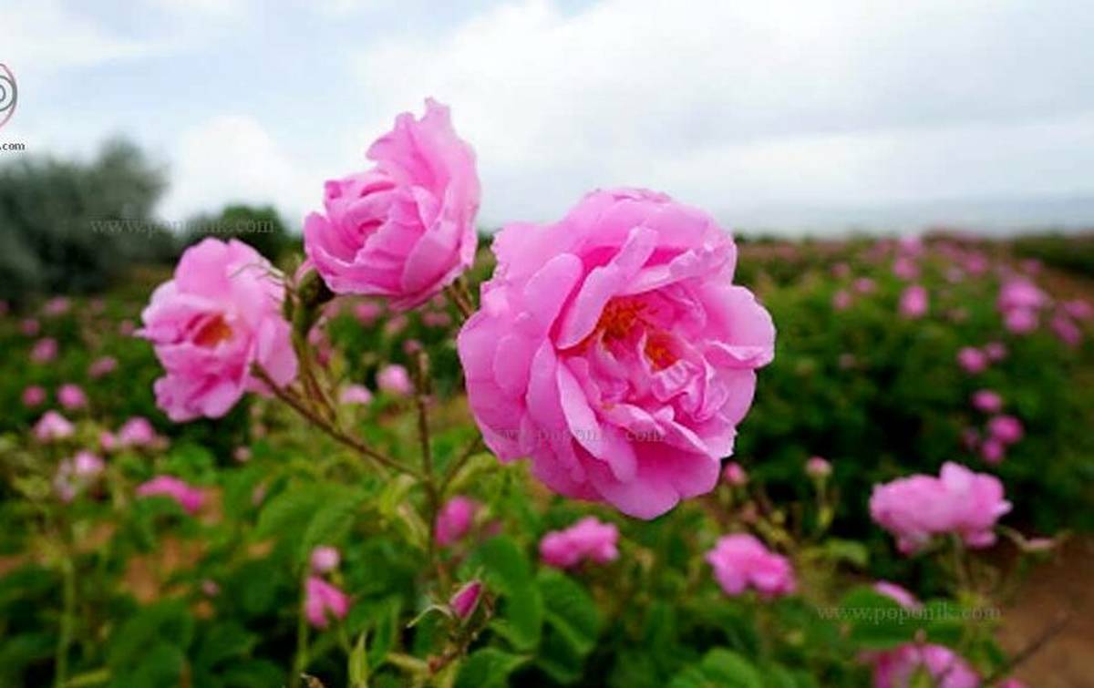 گل محمدی به اسم عربستان در یونسکو ثبت نشده است