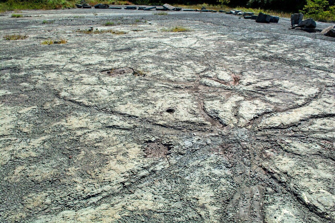 قدیمی‌ ترین جنگل جهان کدام است ؟
