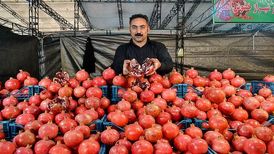 برگزاری جشنواره و نمایشگاه انار در تهران
